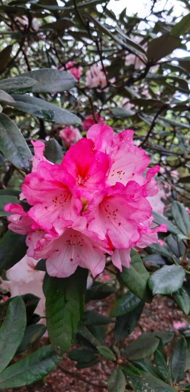 'Wally Miller'